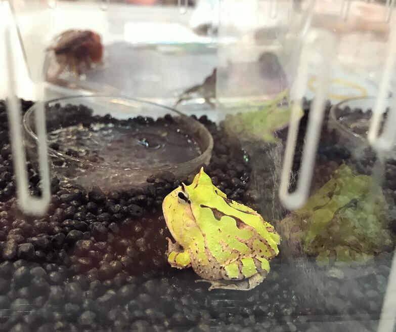 霸王角蛙(霸王角蛙好养吗)