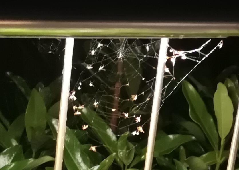 蜘蛛网有毒吗