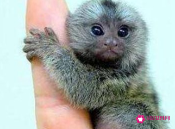 世界上最小的动物排名(世界上十大最小的动物)