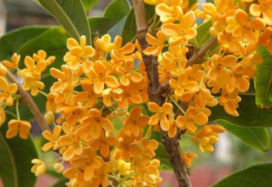桂花好养活吗(桂花树怎么养才长得好)