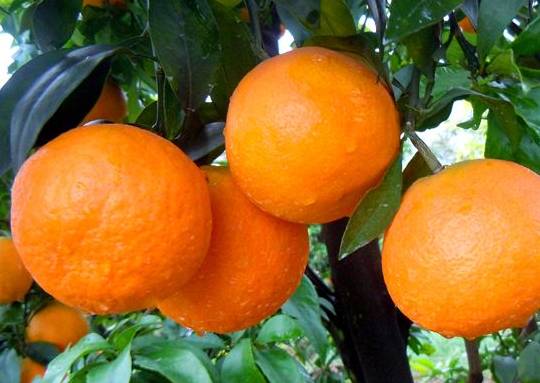 目前最好吃的4个品种柑橘(目前最好吃的4个品种柑橘图片)