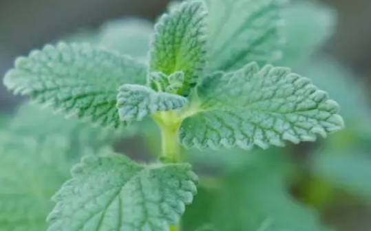 薄荷叶为什么要拍一下(薄荷叶为什么要拍一下泡水)
