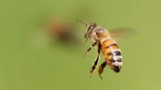 蜂王死了蜂群会跑吗(蜂王死了蜂群会跑吗图片)