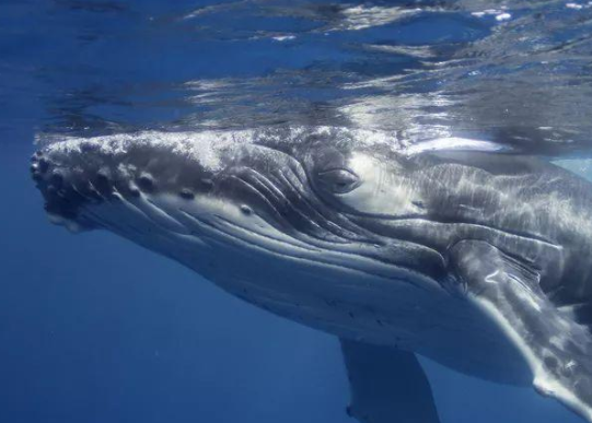 座头鲸为什么叫海洋警察(座头鲸为什么被称为海洋警察)