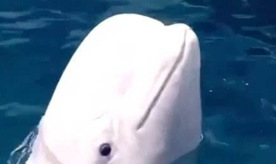 白鲸对人吐水代表什么(白鲸为什么会对人吐水)