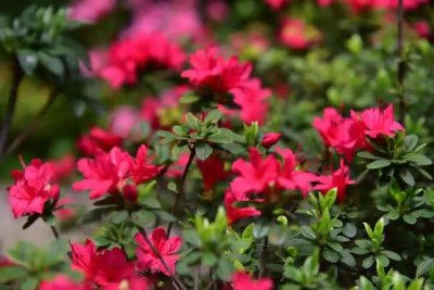 杜鹃花为什么是禁花(白色杜鹃花有毒吗)