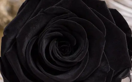 黑色花代表什么意思(黑色花是什么意思)