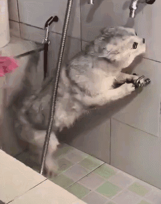 猫多久洗一次澡比较好(小猫多久洗一次澡比较好)