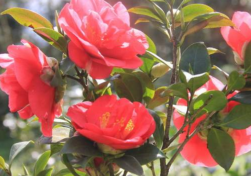 茶花十大忌(四季杜鹃红茶花十大忌)