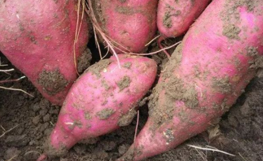 挖红薯是什么季节(挖红薯是什么季节的农活)