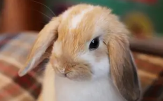 兔子想和你玩的表现(兔子想跟你玩的表现)