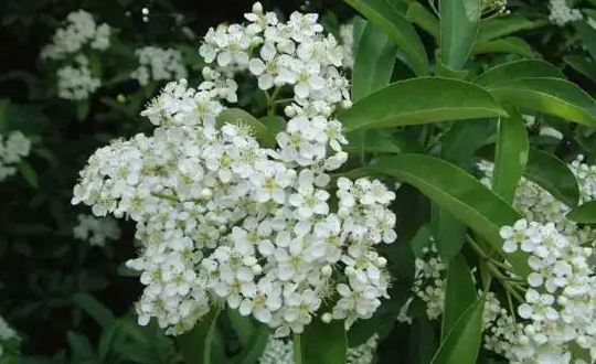 象征光明和黑暗并存的花(凤尾兰)