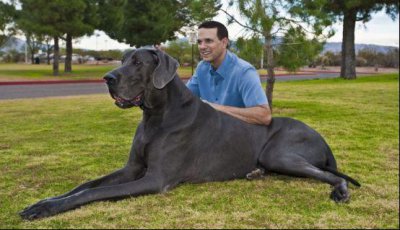 世界上最大的狗是什么狗品种(世界上最大的狗叫什么名字长什么样)