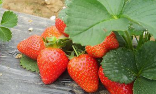 草莓是几月份的水果(草莓是几月份的水果)