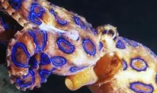 蓝环章鱼为什么叫蓝环章鱼(蓝环章鱼是什么章鱼)