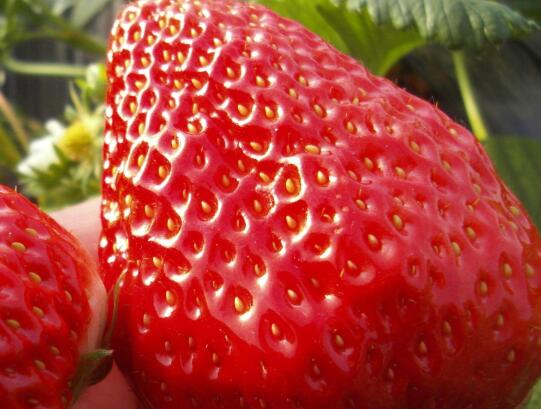 草莓底部白色的能吃吗(草莓下面的白色部分可以吃吗)