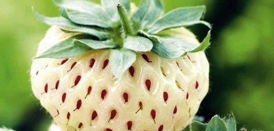 菠萝味草莓是什么品种(菠萝味的草莓是什么品种)