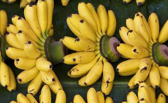 小米蕉是温性还是寒性水果(小米蕉是寒性水果吗)
