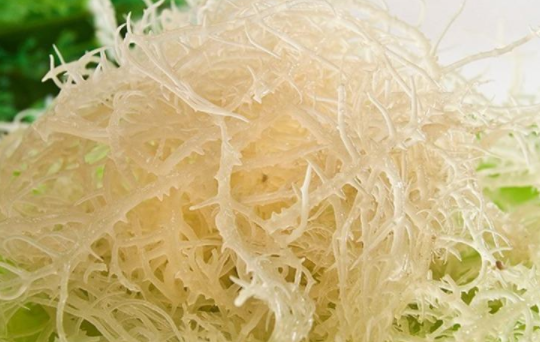 石花菜和龙须菜的区别(石花菜和龙须菜的区别)
